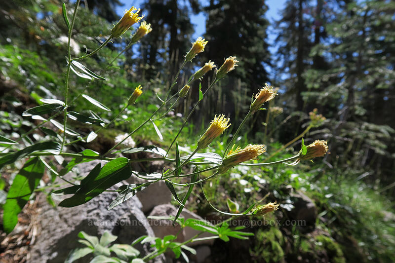 Brewer's aster (Doellingeria breweri (Eucephalus breweri) (Chrysopsis breweri)) [Cold Boiling Lake, Lassen Volcanic National Park, Shasta County, California]