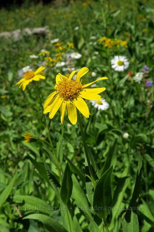 arnica (Arnica sp.) [Bumpass Hell Trail, Lassen Volcanic National Park, Shasta County, California]