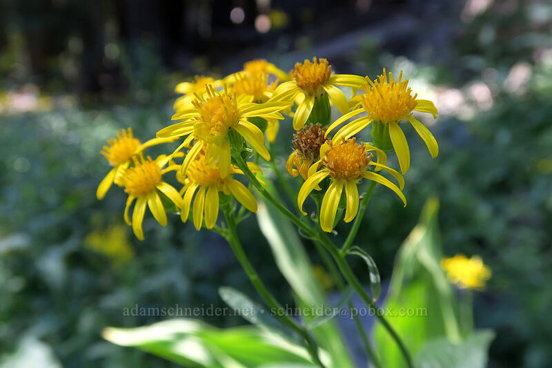 arrow-leaf groundsel [Bumpass Hell Trail, Lassen Volcanic National Park, Shasta County, California]