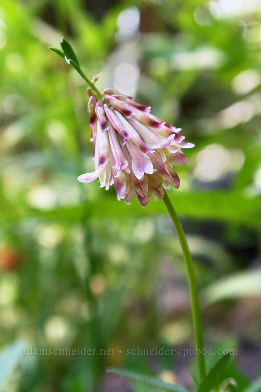 Shasta clover (Trifolium productum (Trifolium kingii ssp. productum)) [Bumpass Hell Trail, Lassen Volcanic National Park, Shasta County, California]