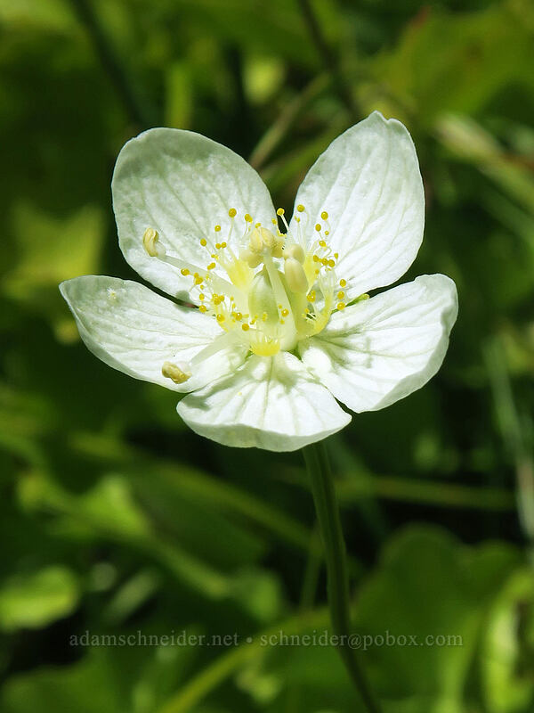 California grass-of-Parnassus (Parnassia palustris (Parnassia californica)) [Bumpass Hell Trail, Lassen Volcanic National Park, Shasta County, California]