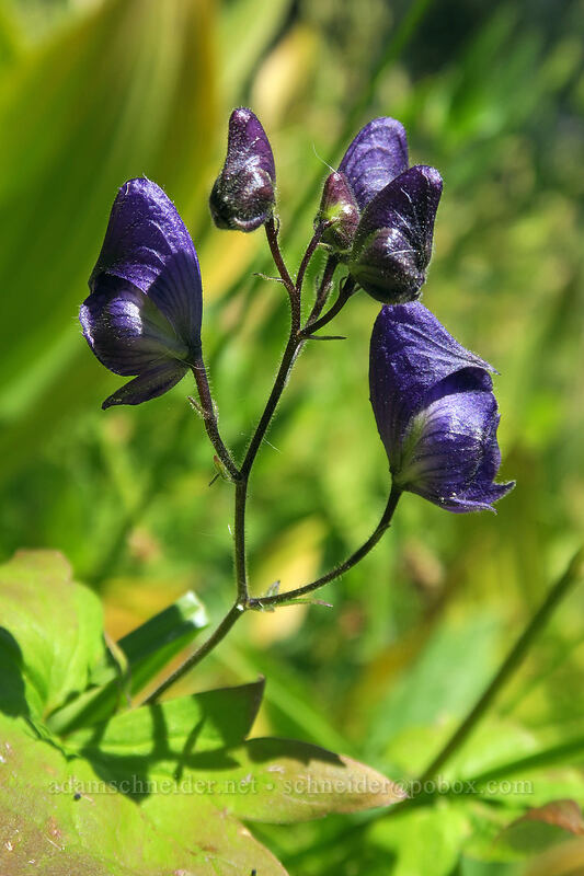 monkshood (Aconitum columbianum) [Bumpass Hell Trail, Lassen Volcanic National Park, Shasta County, California]
