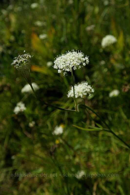 yampah (Perideridia sp.) [Bumpass Hell Trail, Lassen Volcanic National Park, Shasta County, California]