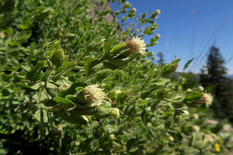 Greene's brickellbush (Brickellia greenei) [Bumpass Hell Trail, Lassen Volcanic National Park, Shasta County, California]
