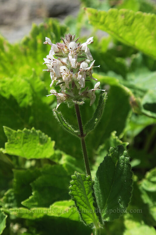 rough hedge-nettle (Stachys rigida var. rigida) [Bumpass Hell Trail, Lassen Volcanic National Park, Shasta County, California]
