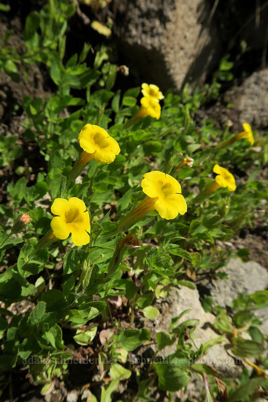 musk monkeyflower (Erythranthe moschata (Mimulus moschatus)) [Bumpass Hell Trail, Lassen Volcanic National Park, Shasta County, California]