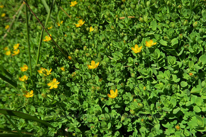 tinker's penny (Hypericum anagalloides) [Bumpass Hell Trail, Lassen Volcanic National Park, Shasta County, California]