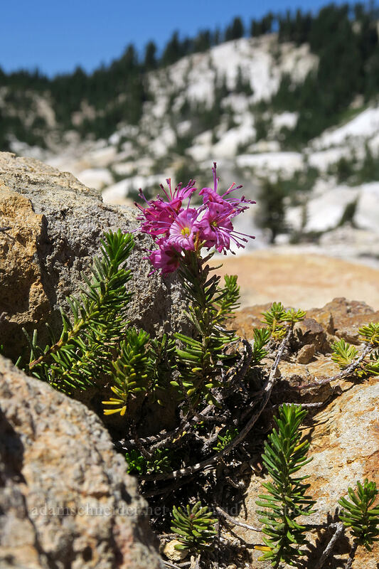 Brewer's mountain heather (Phyllodoce breweri) [Bumpass Hell Trail, Lassen Volcanic National Park, Shasta County, California]