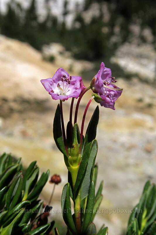 mountain laurel (Kalmia microphylla (Kalmia polifolia ssp. microphylla)) [Bumpass Hell, Lassen Volcanic National Park, Shasta County, California]
