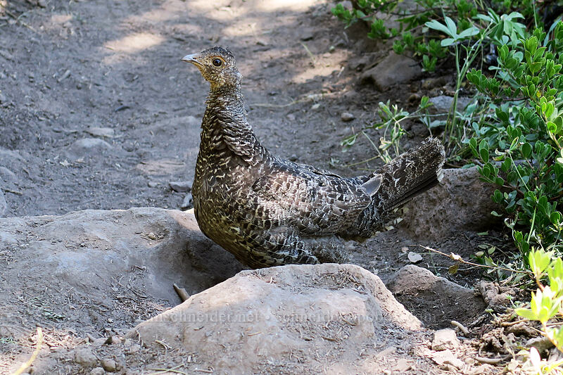 sooty grouse (Dendragapus fuliginosus) [Bumpass Hell Trail, Lassen Volcanic National Park, Shasta County, California]