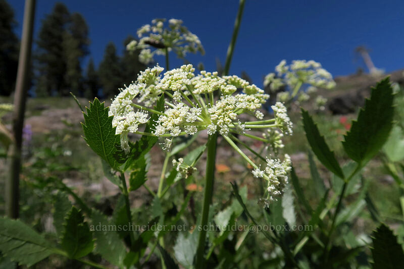 Brewer's angelica (Angelica breweri) [Bumpass Hell Trail, Lassen Volcanic National Park, Shasta County, California]
