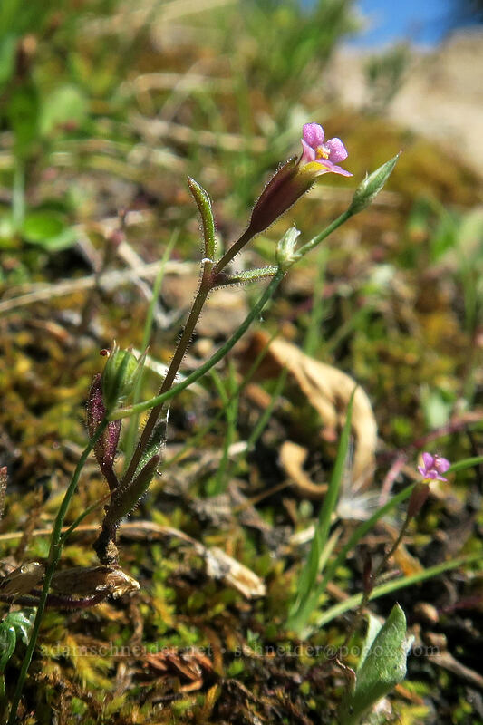 Brewer's monkeyflower (Erythranthe breweri (Mimulus breweri)) [Bumpass Hell Trail, Lassen Volcanic National Park, Shasta County, California]
