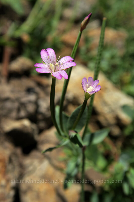 glaucous willow-herb (Epilobium glaberrimum) [Bumpass Hell Trail, Lassen Volcanic National Park, Shasta County, California]