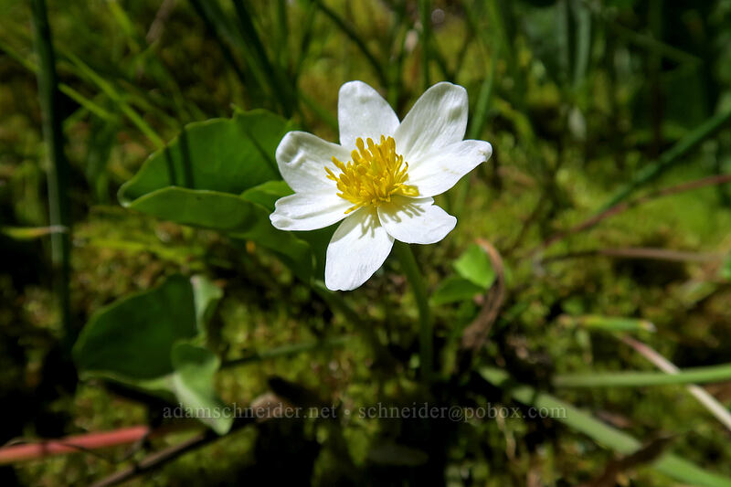 white marsh-marigold (Caltha biflora (Caltha leptosepala var. biflora)) [Bumpass Hell Trail, Lassen Volcanic National Park, Shasta County, California]
