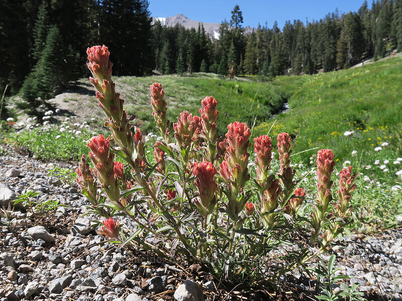 roadside paintbrush (Castilleja arachnoidea) [Lassen Peak Highway, Lassen Volcanic National Park, Shasta County, California]