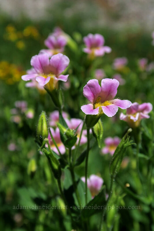 blushing monkeyflower (Erythranthe erubescens (Erythranthe lewisii)) [Lassen Peak Highway, Lassen Volcanic National Park, Shasta County, California]