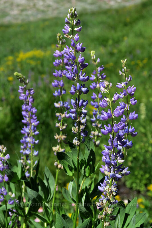 lupines [Lassen Peak Highway, Lassen Volcanic National Park, Shasta County, California]
