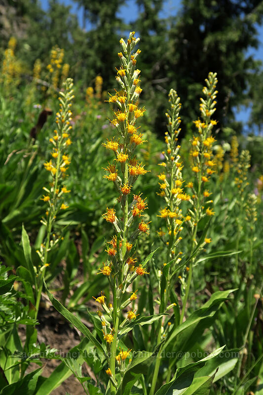 rainiera (Rainiera stricta (Luina stricta)) [Pacific Crest Trail, Wenatchee National Forest, Yakima County, Washington]