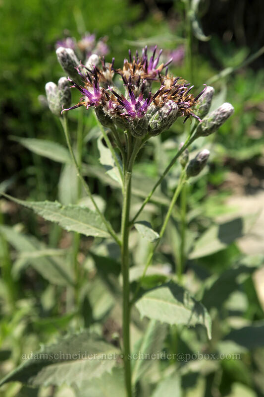 American saw-wort (Saussurea americana) [Pacific Crest Trail, Wenatchee National Forest, Yakima County, Washington]