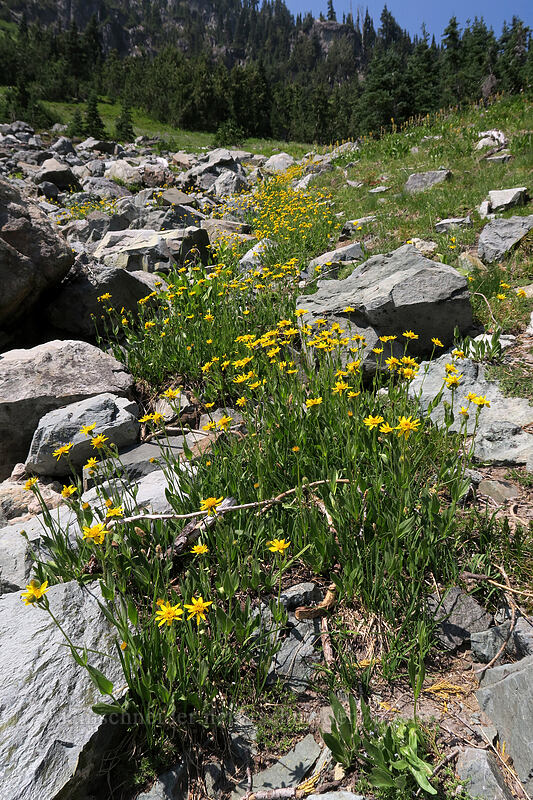 hairy arnica (Arnica mollis) [below Chinook Peak, Wenatchee National Forest, Yakima County, Washington]