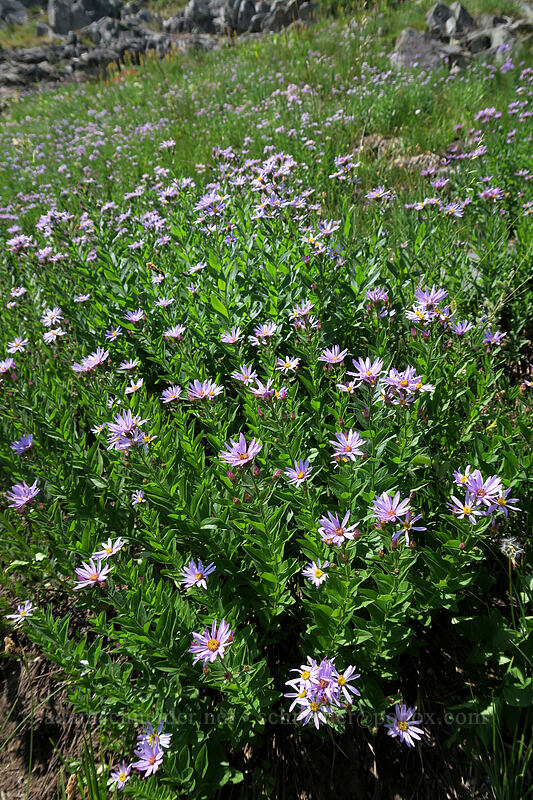 asters (Doellingeria sp. (Eucephalus sp.) (Aster sp.)) [below Chinook Peak, Wenatchee National Forest, Yakima County, Washington]