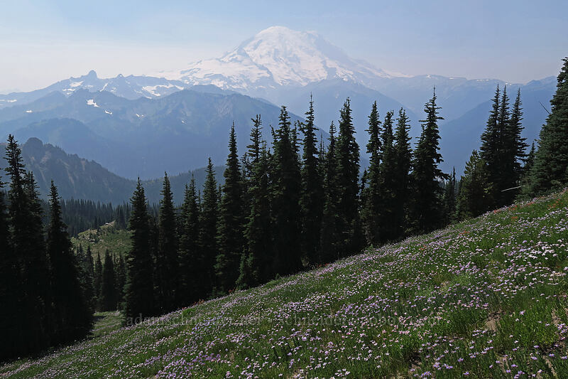 Mt. Rainier & asters (Doellingeria sp. (Eucephalus sp.) (Aster sp.)) [Chinook Peak, Mount Rainier National Park, Yakima County, Washington]