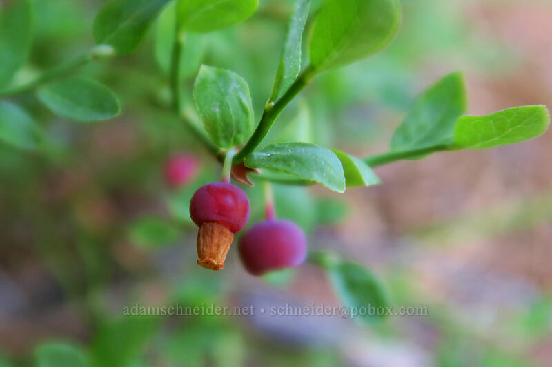 grouse whortleberries (Vaccinium scoparium) [Chinook Peak summit, Mount Rainier National Park, Pierce County, Washington]