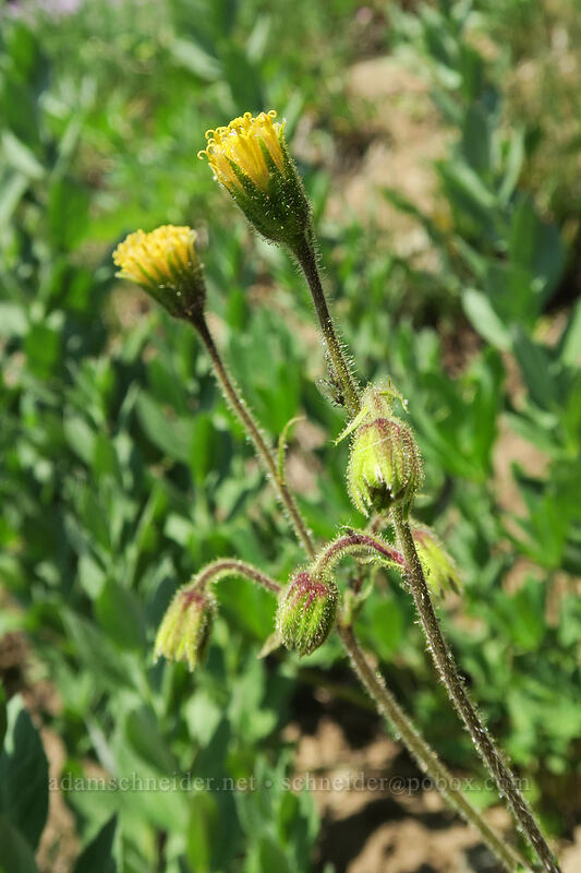 Parry's arnica (Arnica parryi) [Chinook Peak, Mount Rainier National Park, Yakima County, Washington]