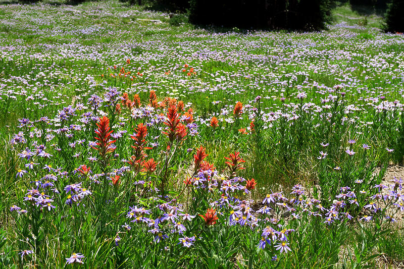 paintrbush & asters (Castilleja miniata, Doellingeria sp. (Eucephalus sp.) (Aster sp.)) [Chinook Peak, Mount Rainier National Park, Yakima County, Washington]