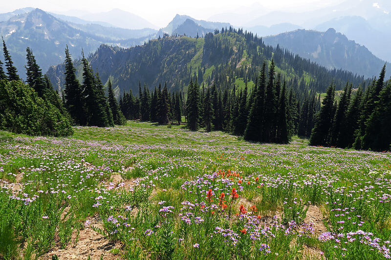 paintbrush & asters (Castilleja miniata, Doellingeria sp. (Eucephalus sp.) (Aster sp.)) [Chinook Peak, Mount Rainier National Park, Yakima County, Washington]