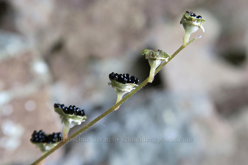 mitrewort seeds (Brewerimitella breweri (Pectiantia breweri) (Mitella breweri)) [Chinook Peak, Wenatchee National Forest, Yakima County, Washington]