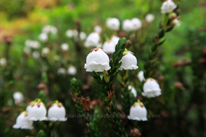 white mountain heather (Cassiope mertensiana) [Naches Loop Trail, Wenatchee National Forest, Yakima County, Washington]