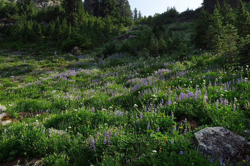 wildflowers [Naches Loop Trail, William O. Douglas Wilderness, Yakima County, Washington]