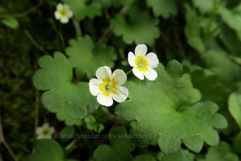 Sitka mist-maidens (Romanzoffia sitchensis) [Naches Loop Trail, William O. Douglas Wilderness, Yakima County, Washington]