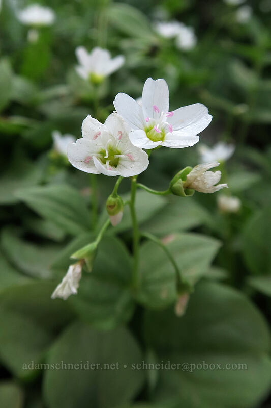 broad-leaf spring beauty (Claytonia cordifolia) [Naches Loop Trail, William O. Douglas Wilderness, Yakima County, Washington]