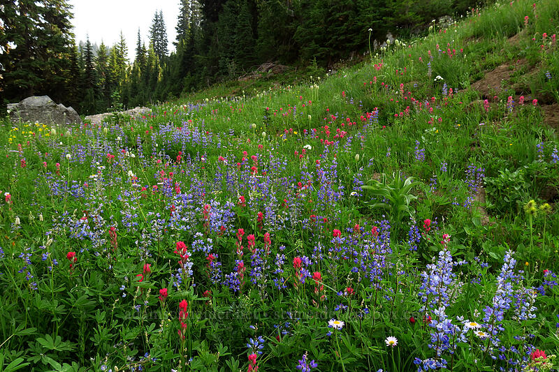 wildflowers [Naches Loop Trail, William O. Douglas Wilderness, Yakima County, Washington]