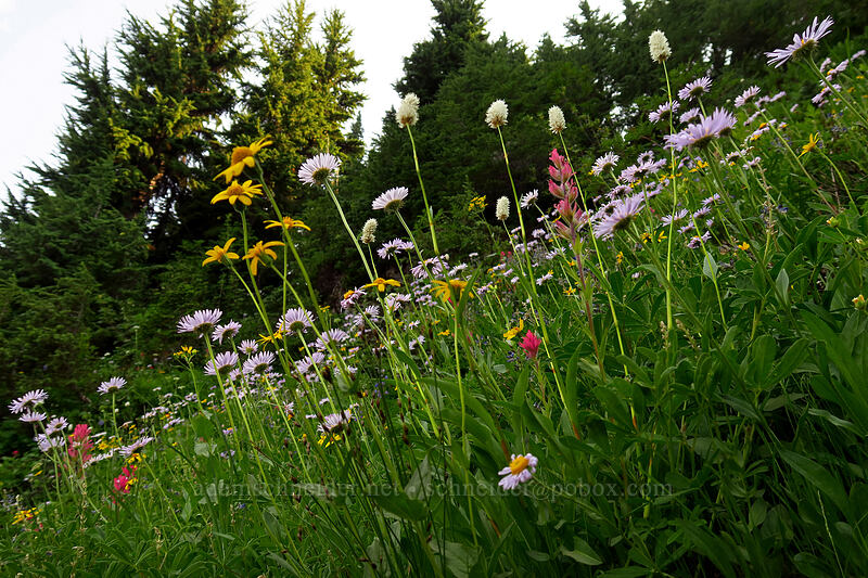 wildflowers [Naches Loop Trail, William O. Douglas Wilderness, Yakima County, Washington]