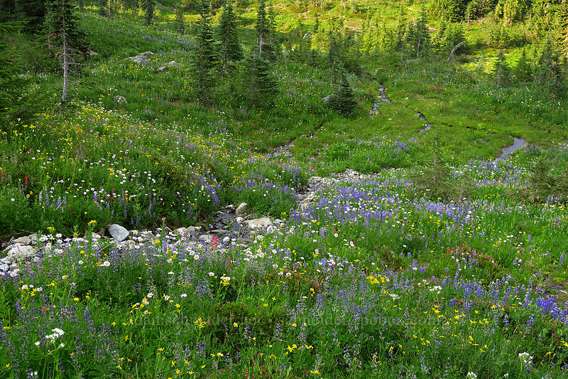 wildflowers [Naches Loop Trail, William O. Douglas Wilderness, Yakima County, Washington]