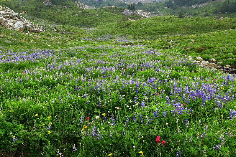 wildflowers [Naches Loop Trail, William O. Douglas Wilderness, Yakima County, Washington]