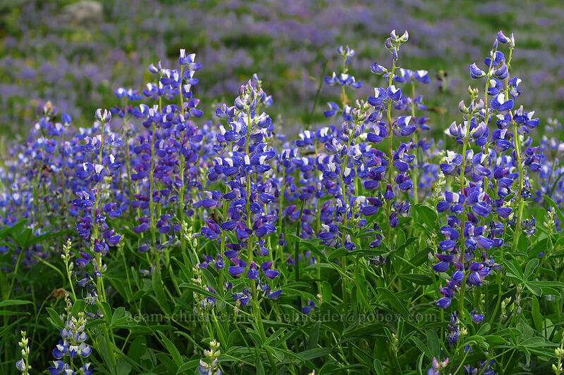 lupines (Lupinus latifolius) [Naches Loop Trail, William O. Douglas Wilderness, Yakima County, Washington]