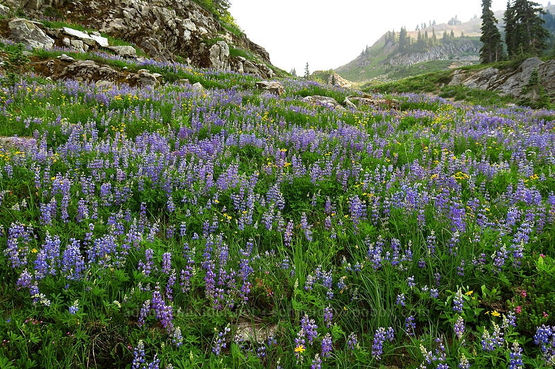 wildflowers [Naches Loop Trail, William O. Douglas Wilderness, Yakima County, Washington]