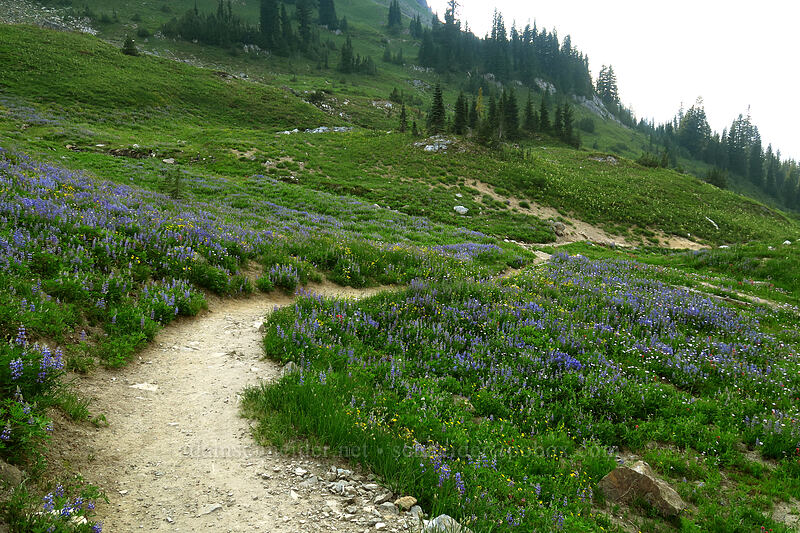 wildflowers [Naches Loop Trail, William O. Douglas Wilderness, Yakima County, Washington]