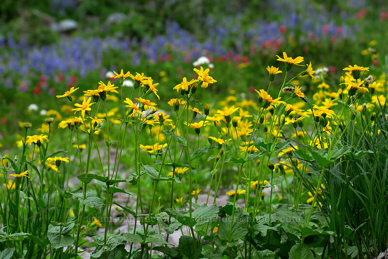 broad-leaf arnica (Arnica latifolia) [Naches Loop Trail, William O. Douglas Wilderness, Yakima County, Washington]
