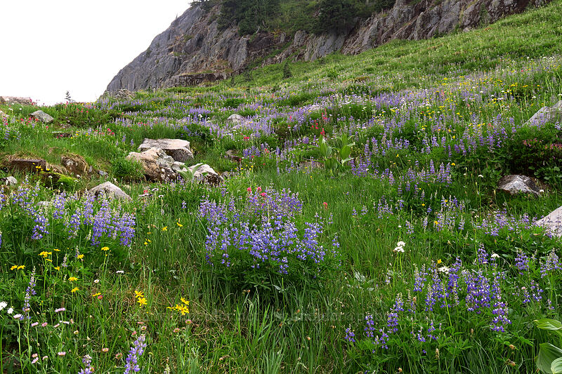 wildflowers [Naches Loop Trail, William O. Douglas Wilderness, Yakima County, Washington]