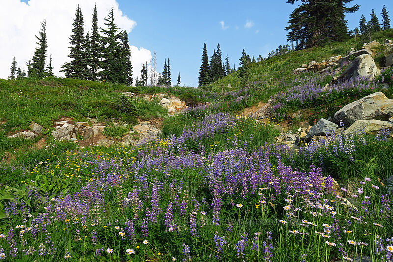 wildflowers [Naches Loop Trail, William O. Douglas Wilderness, Yakima County, Washington]