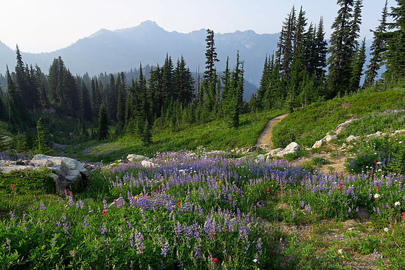 wildflowers [Naches Loop Trail, William O. Douglas Wilderness, Yakima County, Washington]