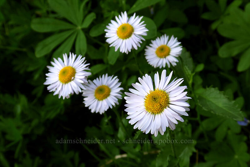 subalpine fleabane (Erigeron glacialis var. glacialis) [Naches Loop Trail, Mount Rainier National Park, Pierce County, Washington]