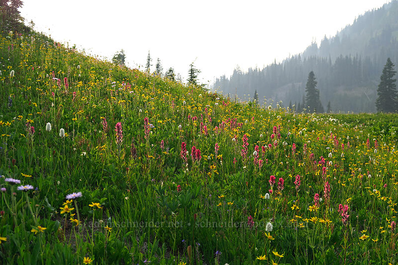 wildflowers [Naches Loop Trail, Mount Rainier National Park, Pierce County, Washington]