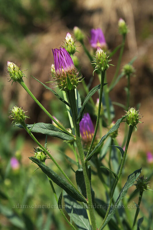western mountain aster, budding (Symphyotrichum spathulatum (Aster occidentalis)) [Deadhorse Creek Trail, Mount Rainier National Park, Pierce County, Washington]