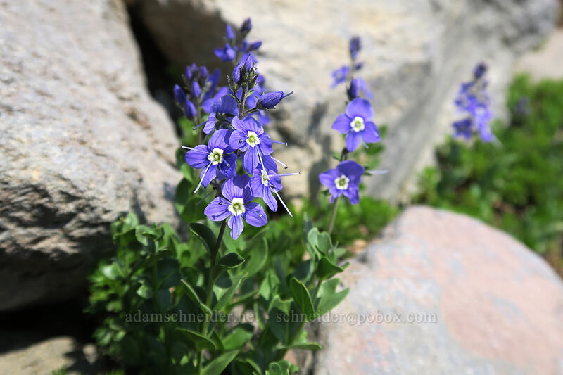 Cusick's speedwell (Veronica cusickii) [Glacier Vista Trail, Mount Rainier National Park, Pierce County, Washington]